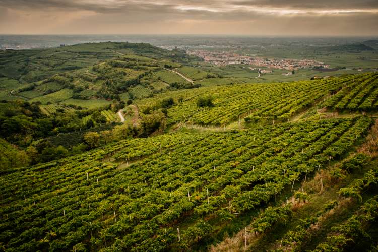 Soave Classico 5