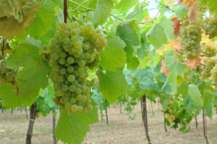 vigneto di falanghina 2