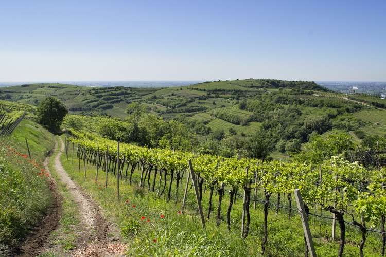 Soave Classico 9