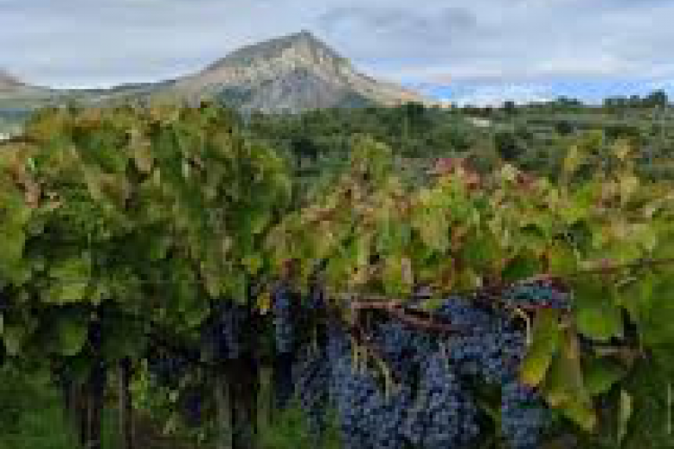 vigneto Aglianico