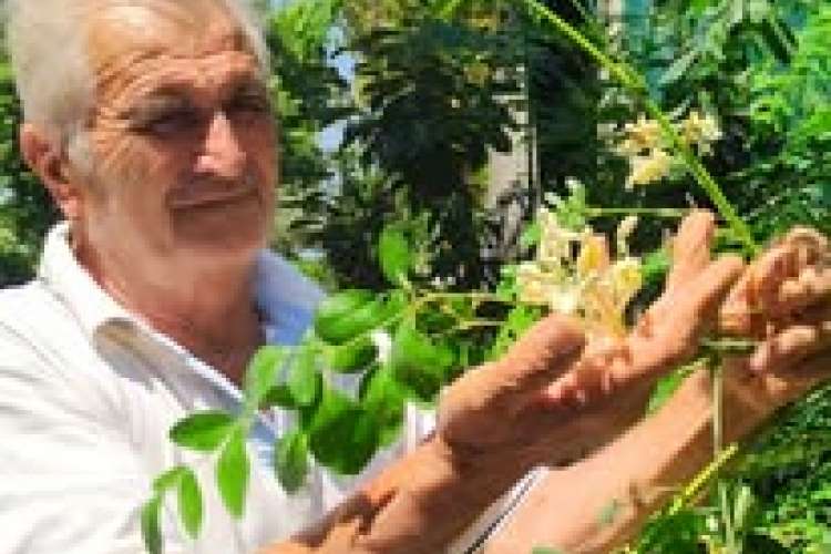 FIORI DI MORINGA OLEIFERA