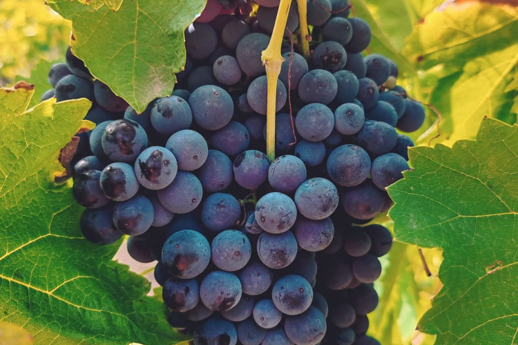 Aglianico
