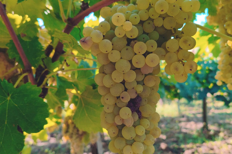 Falanghina