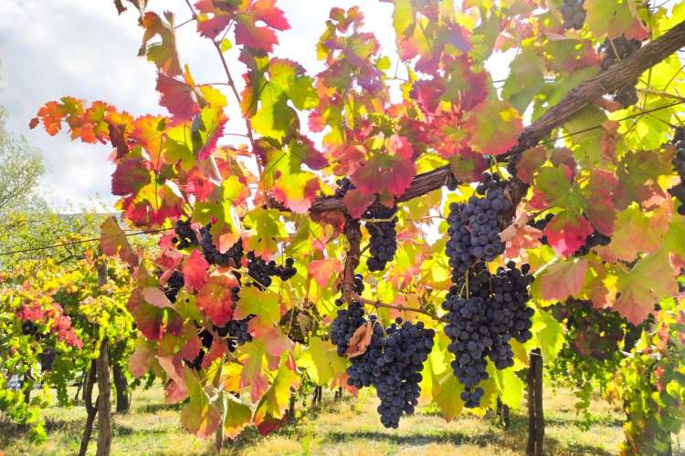 vigneto di Aglianico 2