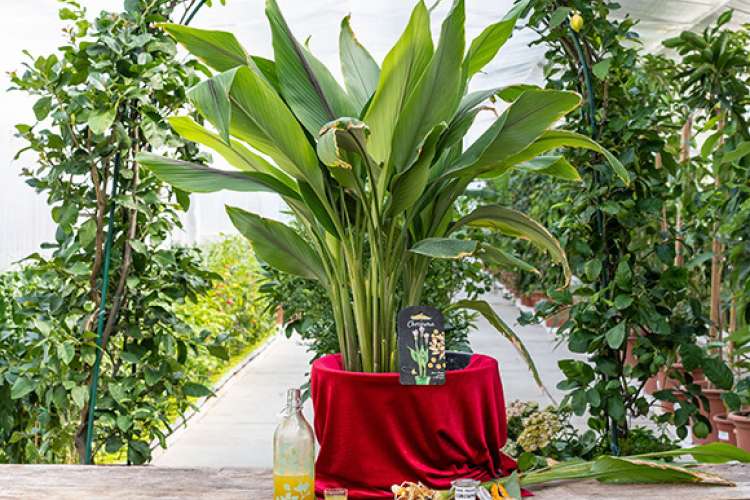 PIANTA DI CURCUMA