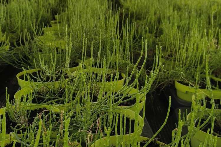 salicornia asparago di mare