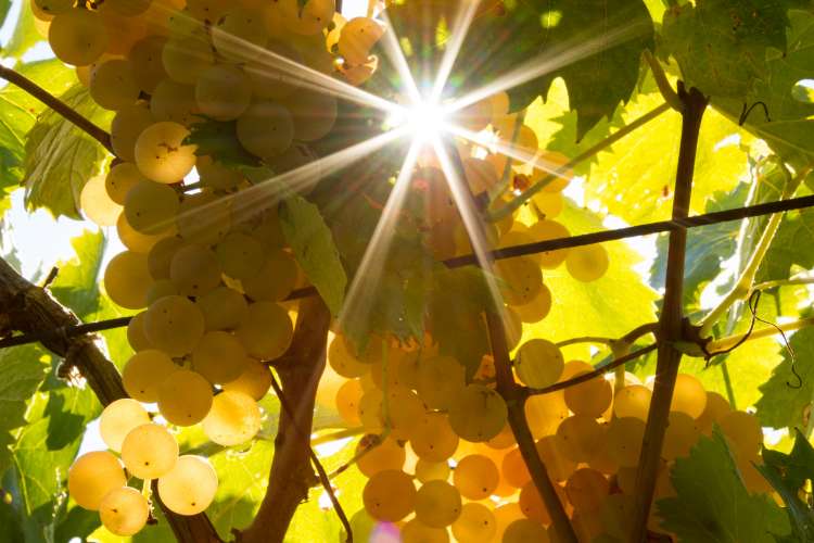 Garganega 4