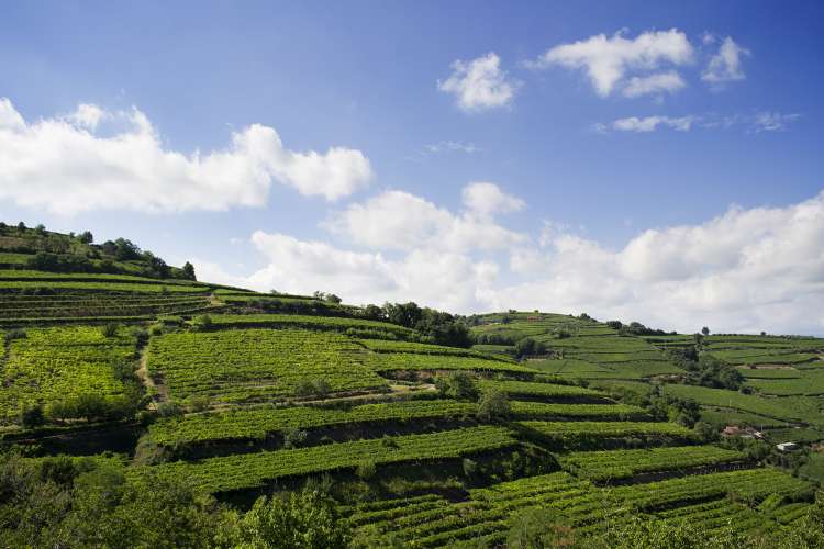 Soave Classico 7
