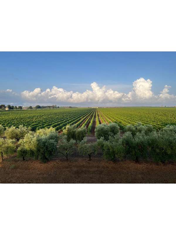 10. VIGNE ULIVI NUVOLE