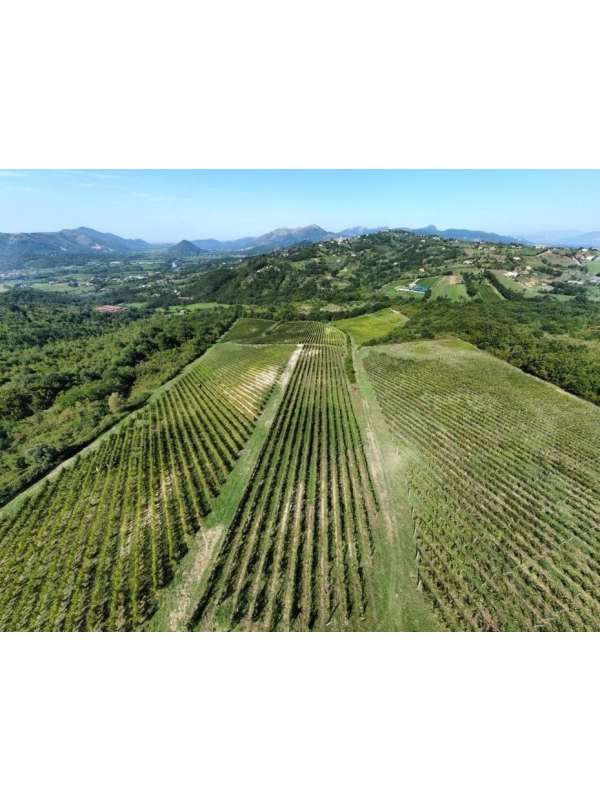 VIGNETO CAIAZZO 2