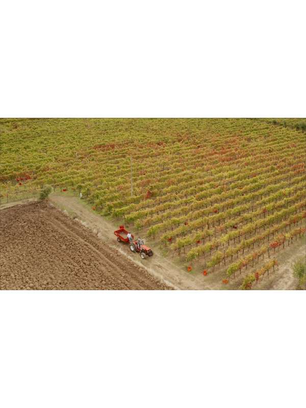 aglianico