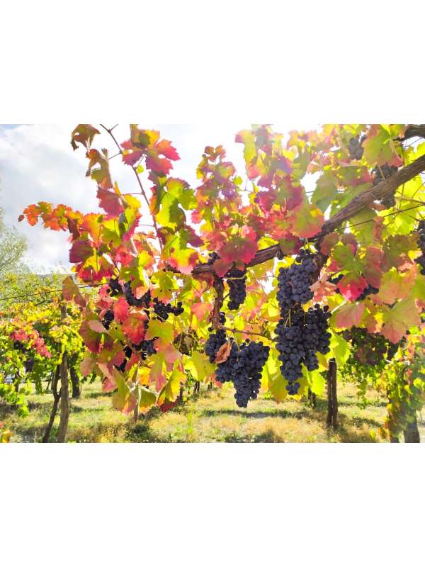 vigneto di Aglianico 1