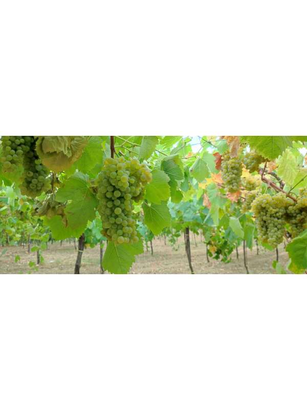vigneto di falanghina 1